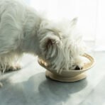 Dog Slow Feeder Bowl Silicone Lick Mat Toy - Image 2